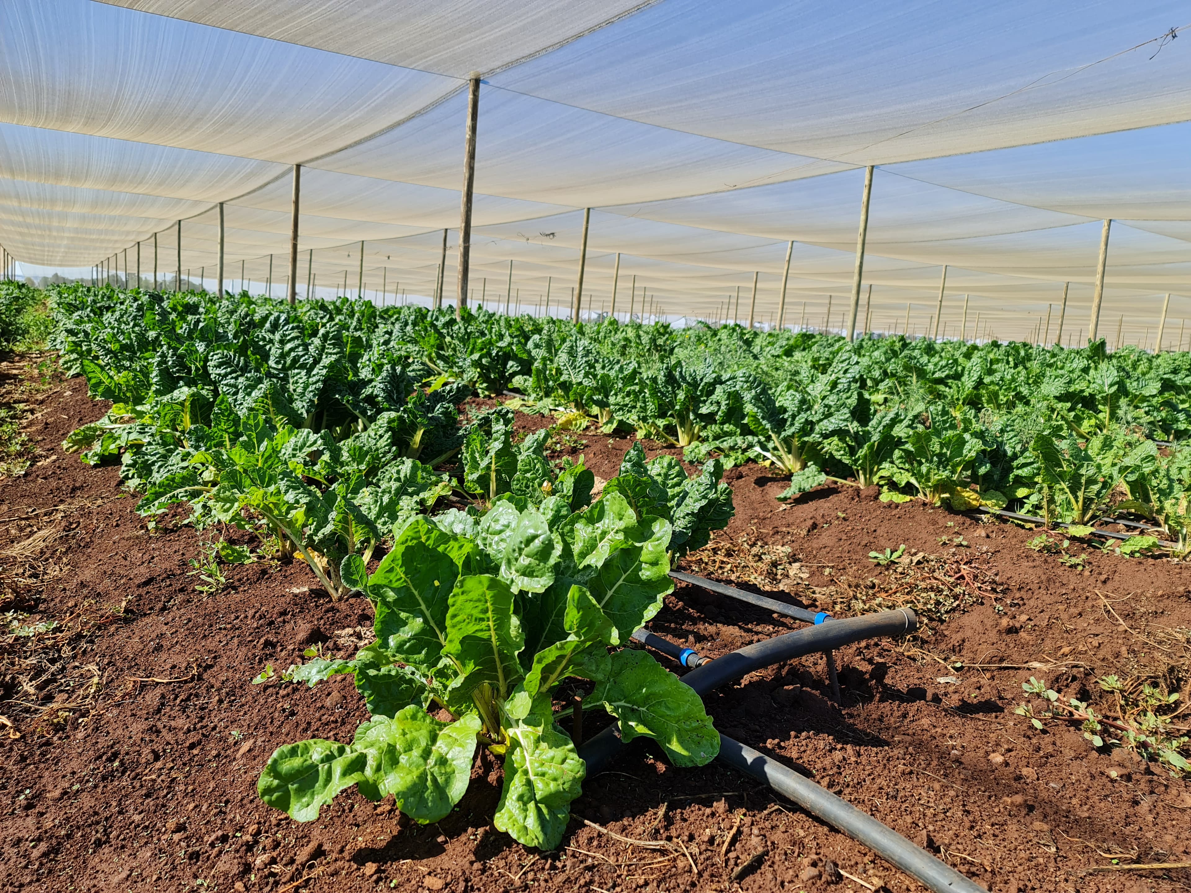IRRIGATION FARM ON SHOW photo 1 of 1