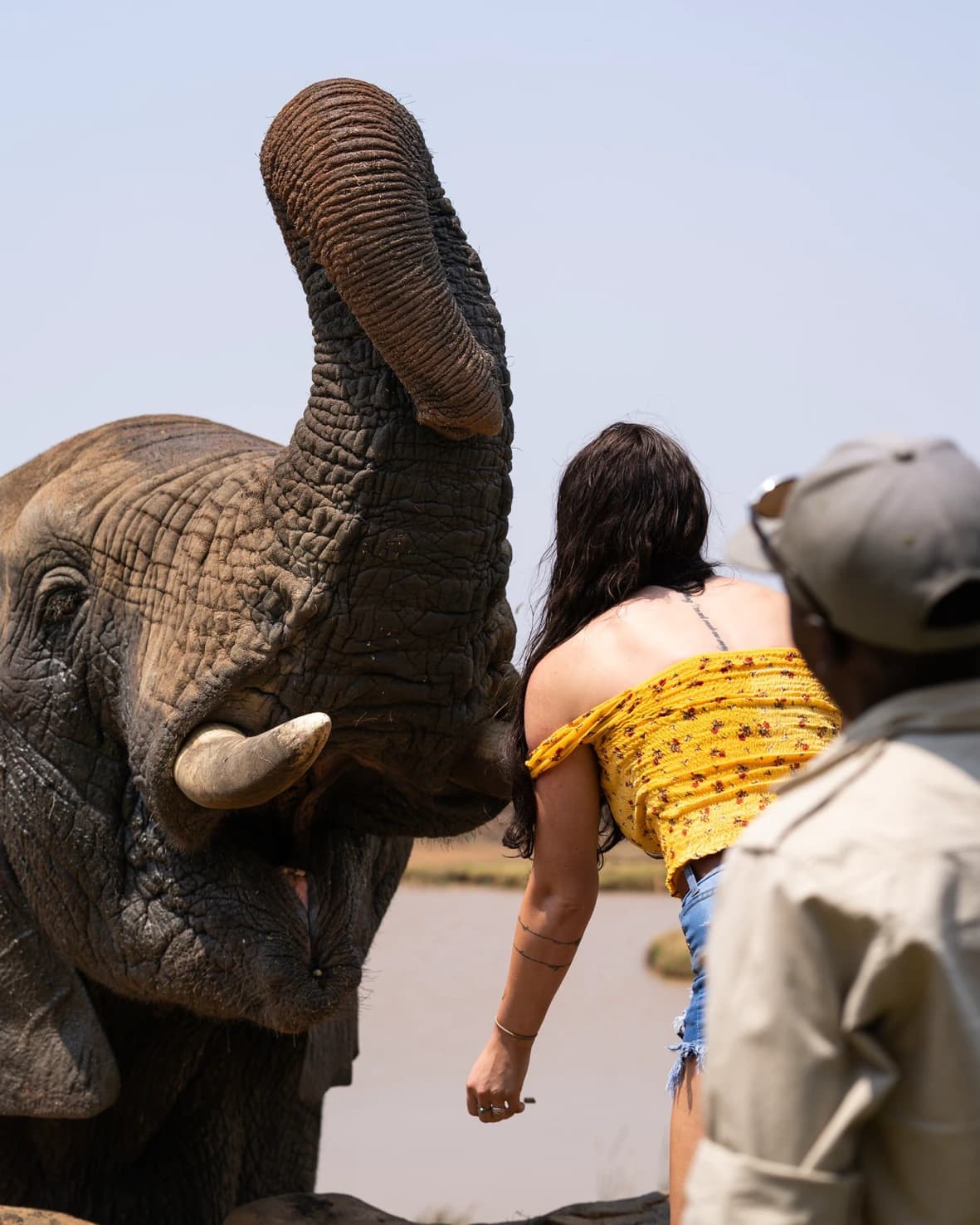 African elephant traversing the hills of the Cradle of Humankind
